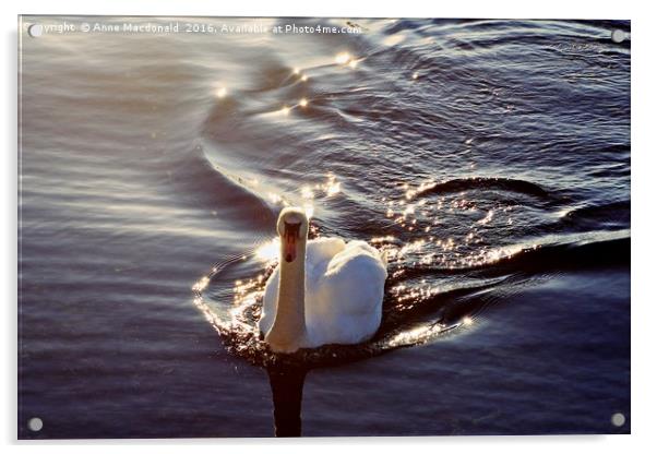 Swan In The Sunlight Acrylic by Anne Macdonald