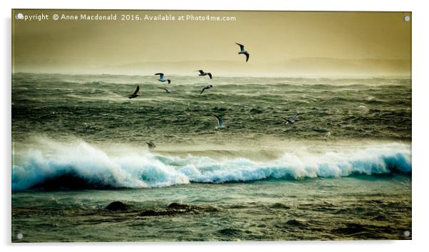 Gulls Versus Storm Gertrude Acrylic by Anne Macdonald