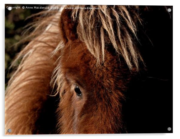 A Tan Shetland Pony Called Mootie Acrylic by Anne Macdonald