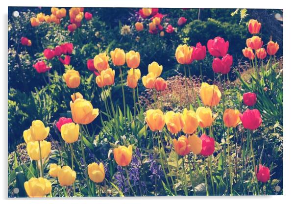 Beautiful Tulips In A Shetland Garden Acrylic by Anne Macdonald