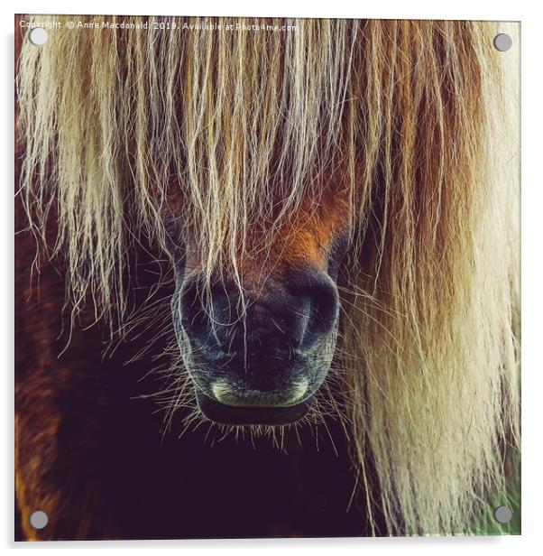 Shetland Pony In Close Up Acrylic by Anne Macdonald