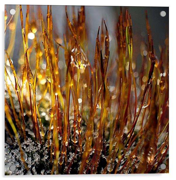 Frost Melting On Moss Macro Acrylic by Anne Macdonald