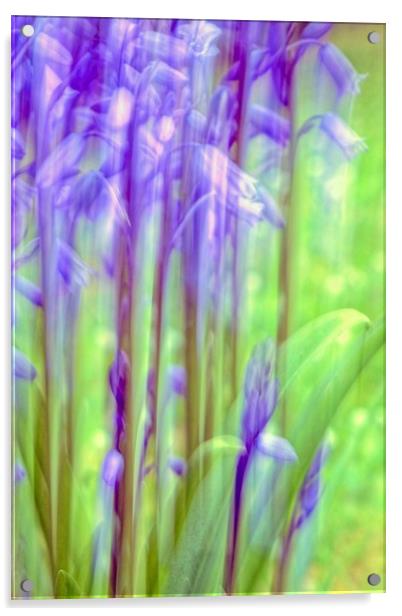 Garden Bluebell Abstract   Acrylic by Anne Macdonald