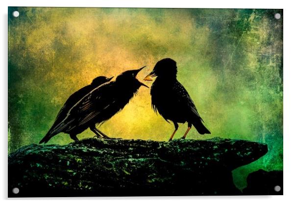Mother Starling Feeding Young Acrylic by Anne Macdonald