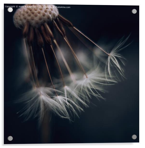 Artistry Of Decaying Dandelion Clock Acrylic by Anne Macdonald