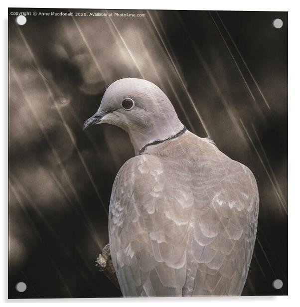 Collared Dove In The Rain Acrylic by Anne Macdonald