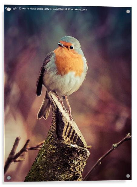 Robin On A Branch Acrylic by Anne Macdonald