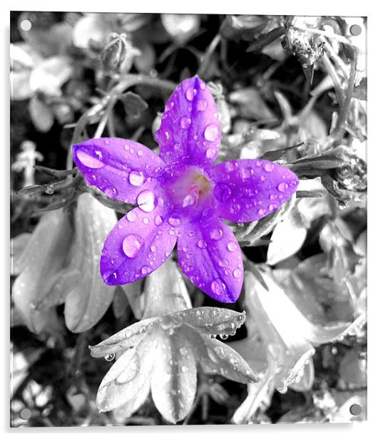 small purple flower Acrylic by Georgie Lilly