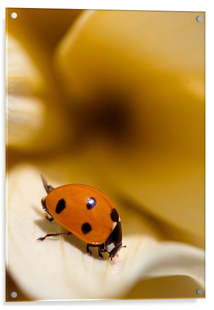 Ladybird on leaf Acrylic by Martin Doheny