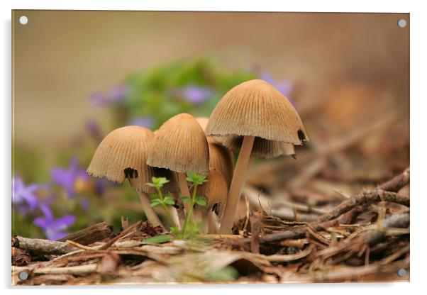 Mushroom Group Acrylic by Martin Doheny