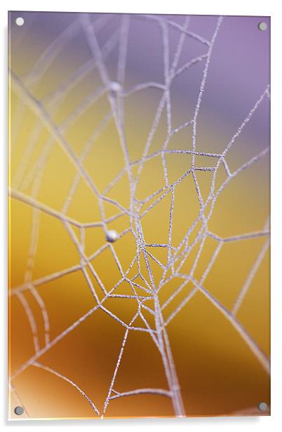 Frozen web Acrylic by Martin Doheny