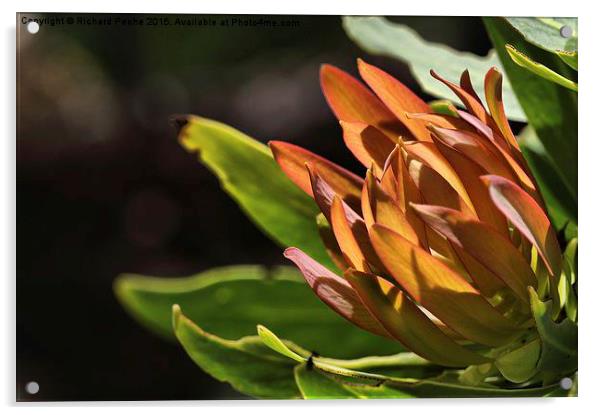  Protea in the Drakensberg Acrylic by Richard Peche