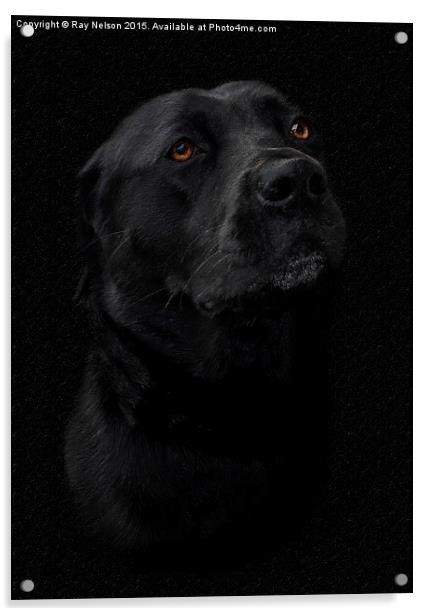  Black Labrador in Chalk Acrylic by Ray Nelson