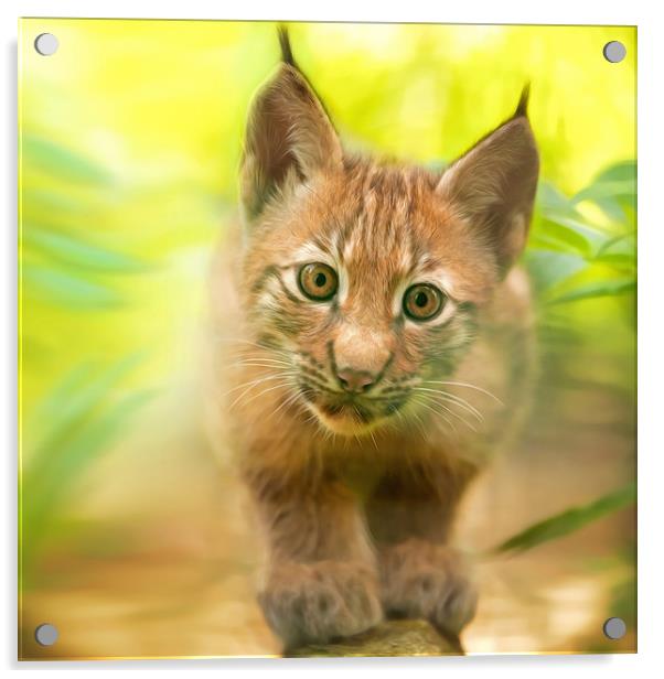 baby lynx Acrylic by Silvio Schoisswohl