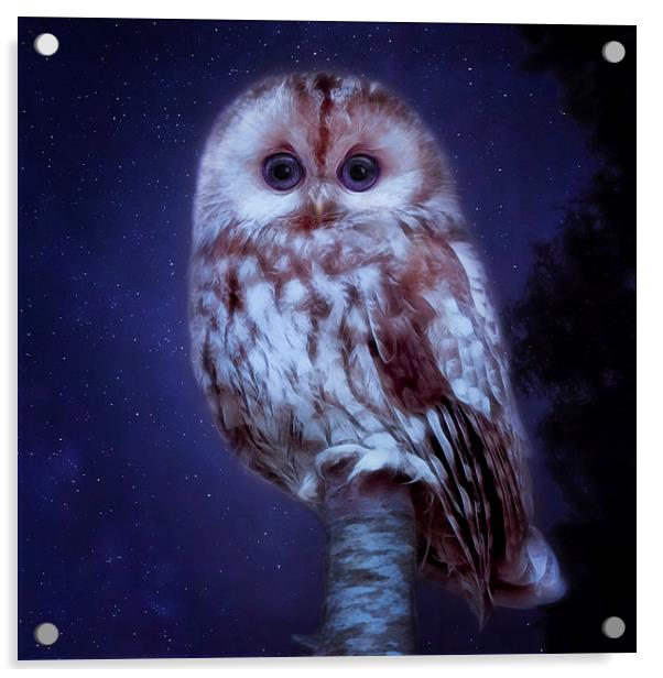 cute little screech owl Acrylic by Silvio Schoisswohl