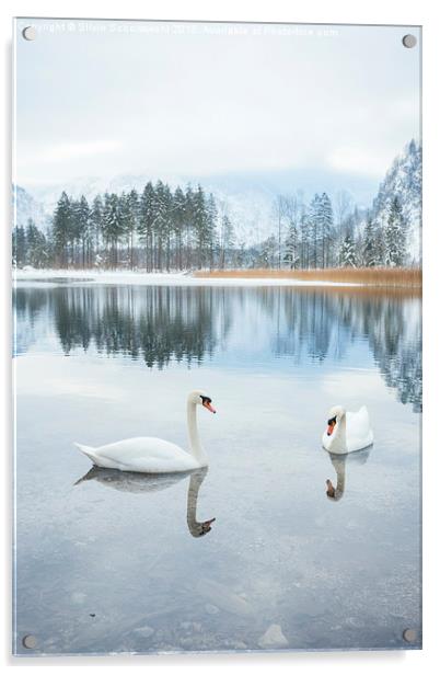  winter swan lake Acrylic by Silvio Schoisswohl
