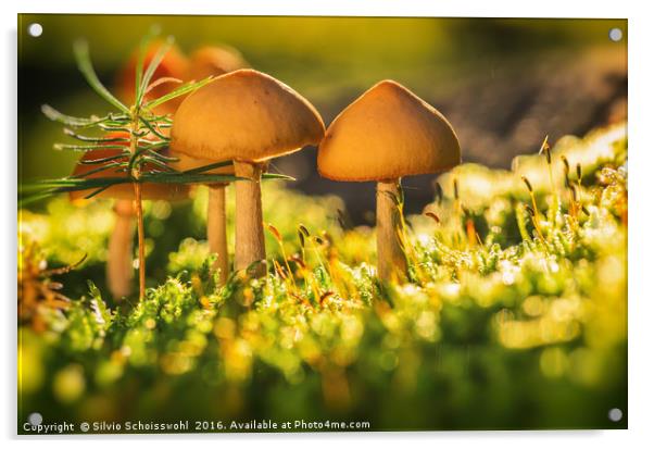 orange mushrooms 2 Acrylic by Silvio Schoisswohl