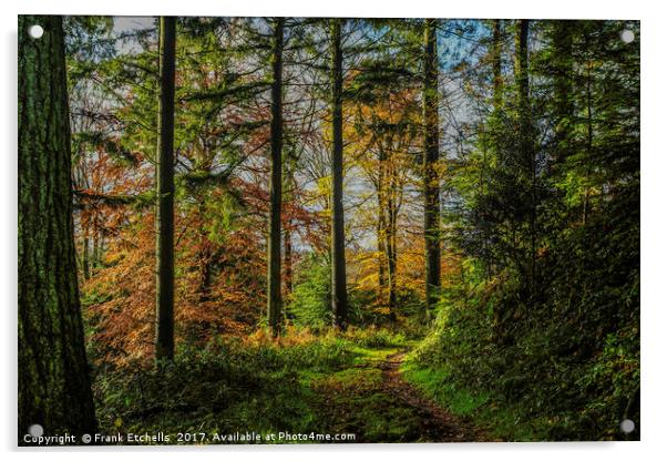 Autumnal Walk Through Beaumont's Woods Acrylic by Frank Etchells