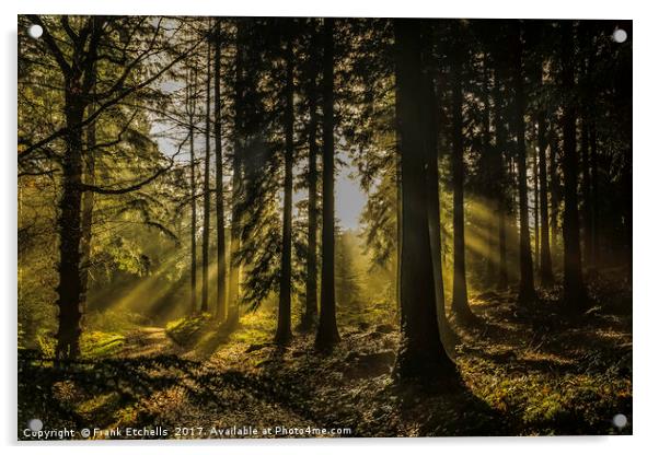 Little Coombe Woods Golden Glow Acrylic by Frank Etchells