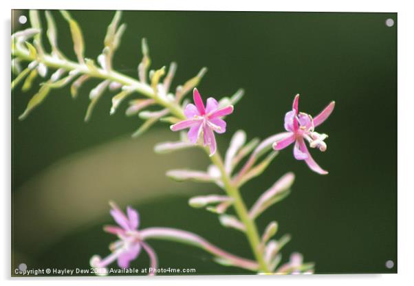 Pretty in Pink Acrylic by Hayley Dew