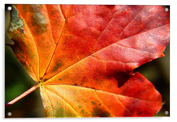 Autumn coloured leaf Acrylic by paul wheatley