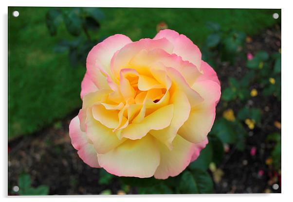 Yellow Rose Acrylic by paul wheatley