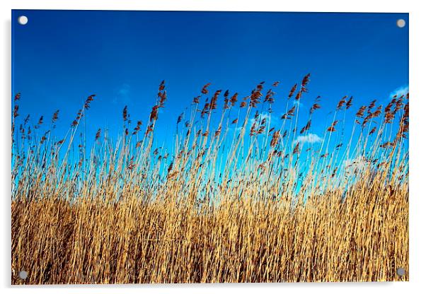 Reed bed sky view Acrylic by paul wheatley