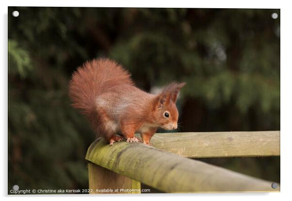 Red Squirrel on Railing Acrylic by Christine Kerioak