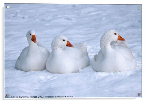 Three White Geese Sitting in the Snow Acrylic by Christine Kerioak