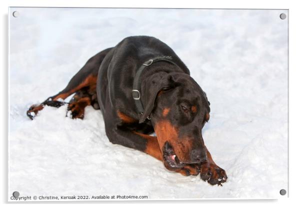 Dobermann Laying In Snow Acrylic by Christine Kerioak