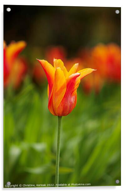 Red Orange and Yellow Tulip Acrylic by Christine Kerioak