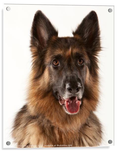 German Shepherd Dog  Portrait Acrylic by Christine Kerioak