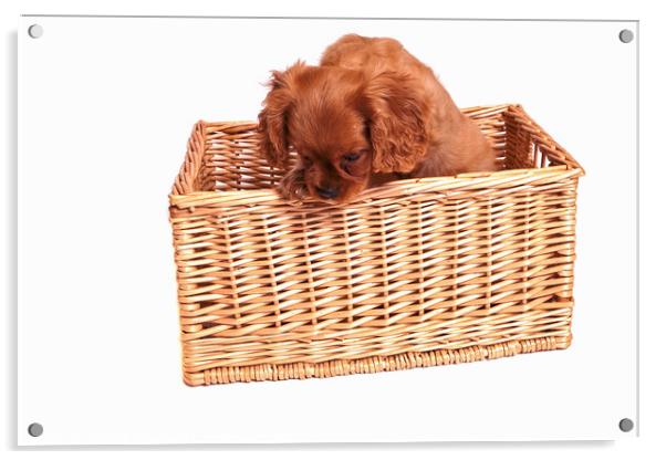 Cavalier King Charles Spaniel Puppy in a Basket  Acrylic by Christine Kerioak