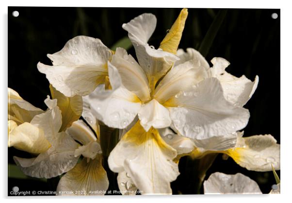 Iris, Dreaming Yellow Acrylic by Christine Kerioak