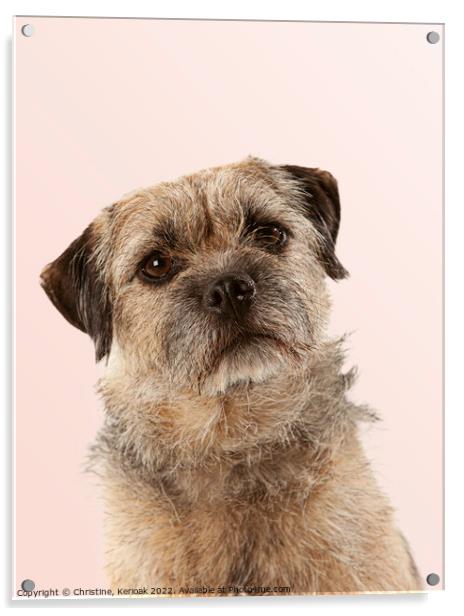 Border Terrier Portrait Acrylic by Christine Kerioak