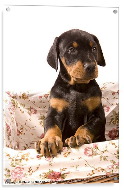 Dobermann puppy in basket Acrylic by Christine Kerioak