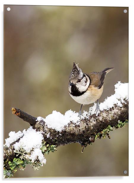 Crested tit in Snow Acrylic by Mark Medcalf