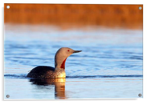 Red-throated diver Acrylic by Mark Medcalf