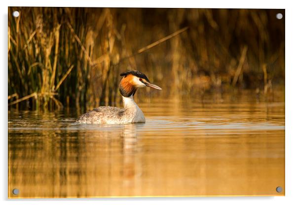 Autumn Grebe Acrylic by Mark Medcalf