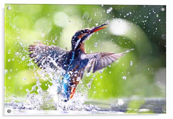 Into the Sun Kingfisher Acrylic by Mark Medcalf