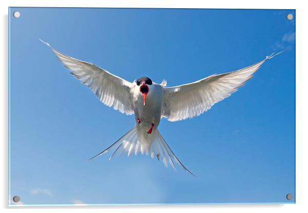 Attack of the Tern Acrylic by Mark Medcalf