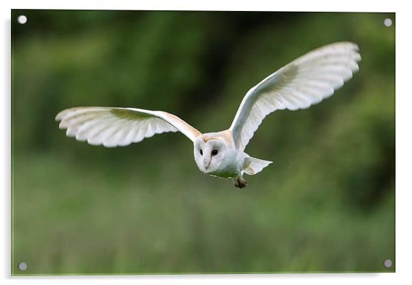 White Lady Barn Owl Acrylic by Mark Medcalf