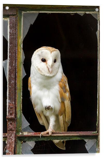 Rough Edges Barn Owl Acrylic by Mark Medcalf