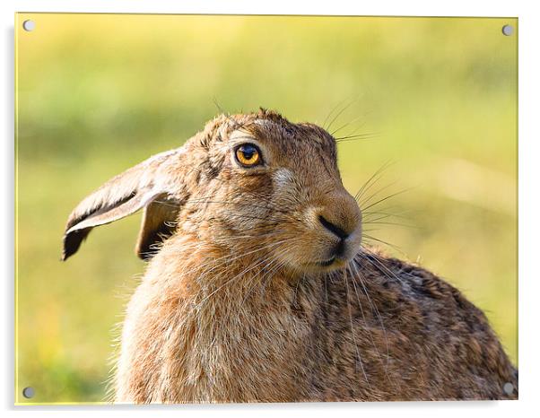 Harry the Hare Acrylic by Mark Medcalf