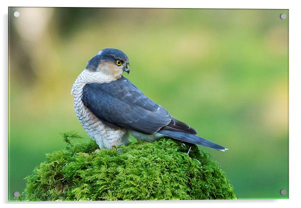 Sparrowhawk Looking Back Acrylic by Mark Medcalf