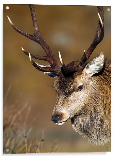 Scottish Stag Acrylic by Mark Medcalf