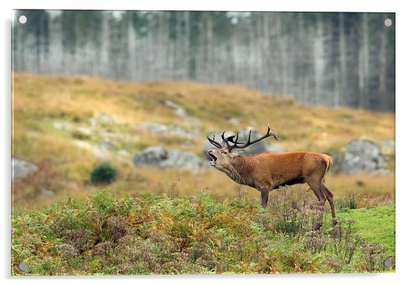 Roar of the Wild Stag Acrylic by Mark Medcalf