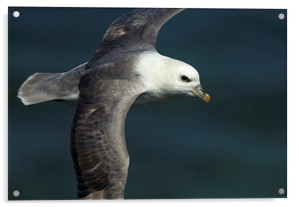 The Gliding Fulmar Acrylic by Mark Medcalf