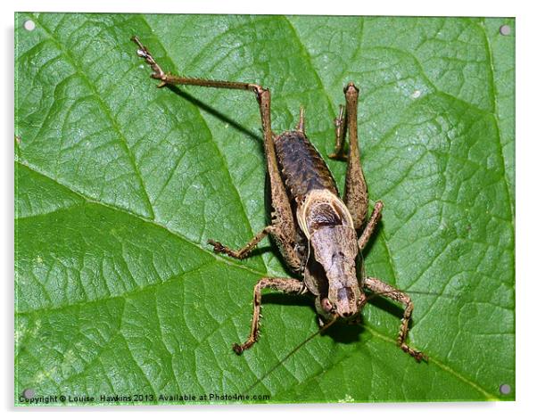 Grasshopper Acrylic by Louise  Hawkins