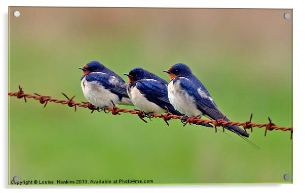 Swallows Resting Acrylic by Louise  Hawkins